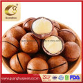 Hot Sales New Crop Roasted Macadamia Nuts